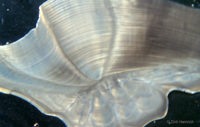 Otolith Afrikanischer Adlerfisch