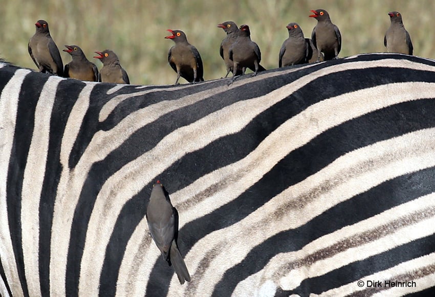 Zebra mit Madenhackern, Chobe