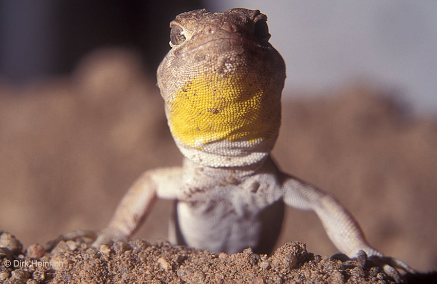 Ptenopus garrulus maculatus