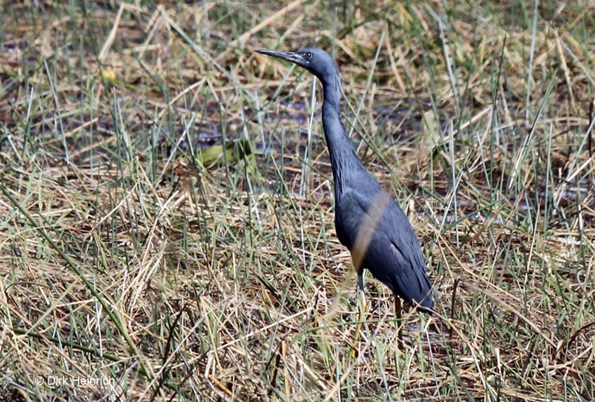 Braunkehlreiher Namibia