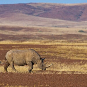Spitzmaul-Nashorn in Namibia
