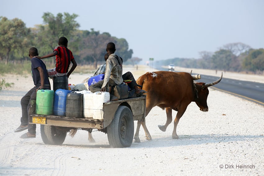 Wasserkanister auf Ochsenwagen