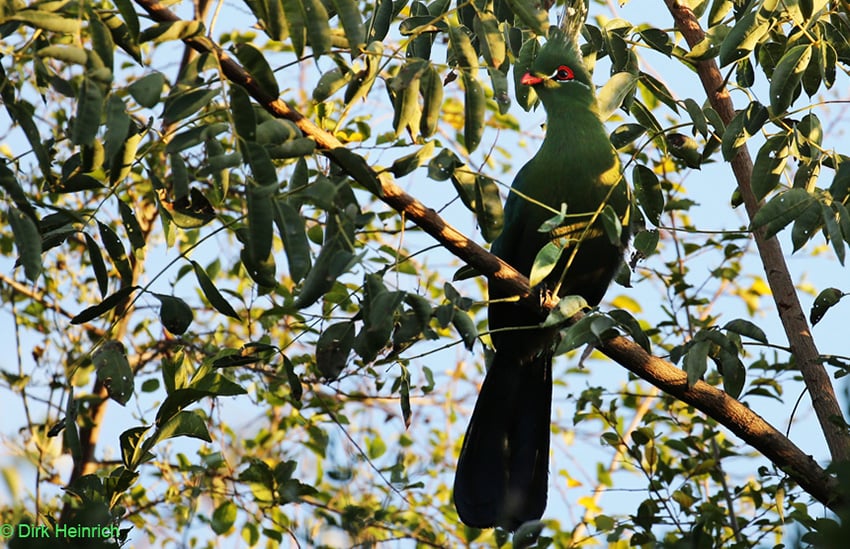 Schalow‘s Turakos Namibia