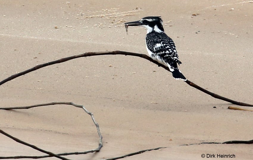 Graufischer am Sambesi, Namibia