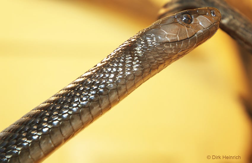 Schwarze Mamba