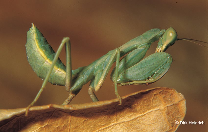 Sphodromantis gastrica