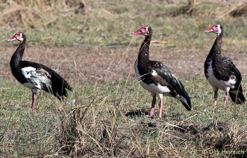 Sporengans