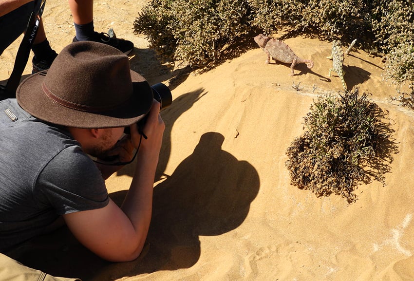 Gecko, Namib-Wüste