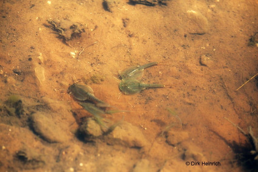 Namibia Triops in Pfütze