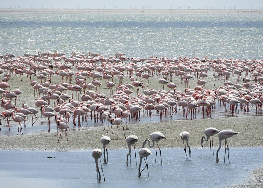 Flamingos, Lagune von Walvis Bay