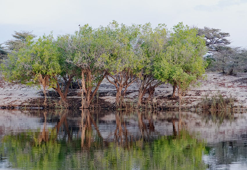 Wasserbirne, Namibia