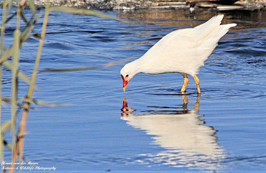 Weißes Teichhuhn Walvis Bay