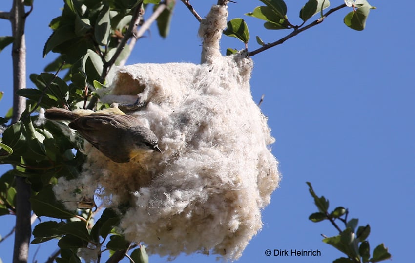 Weißstirn-Beutelmeise Nest