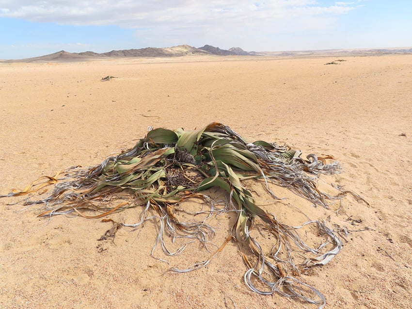 Welwitschia, Namibia