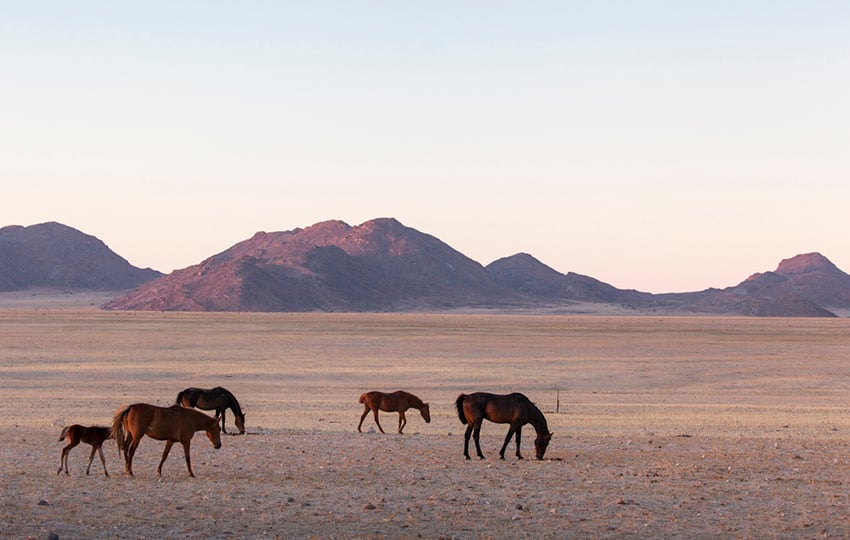 Wild Horses