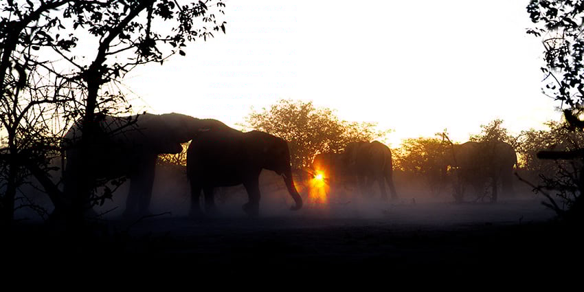 Elefanten in Namibia