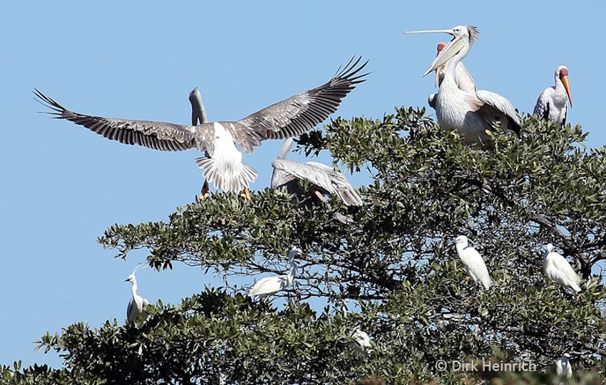 Zambezi Vögel
