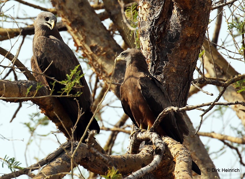 Schmarotzermilan, Namibia