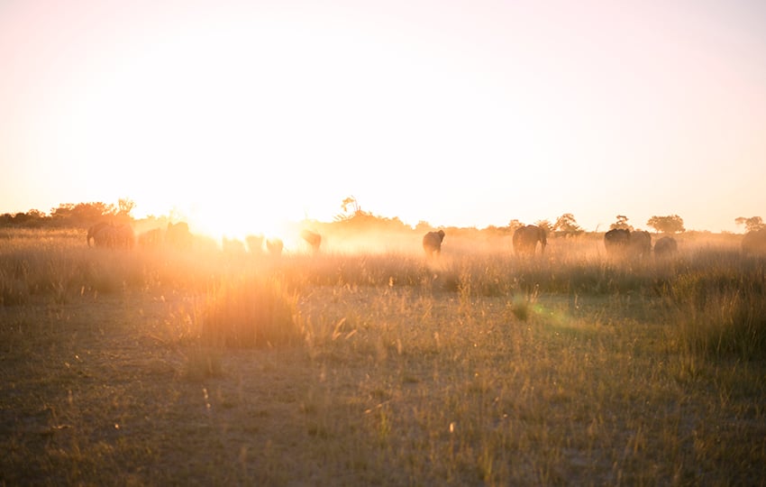 Elefanten, Etosha