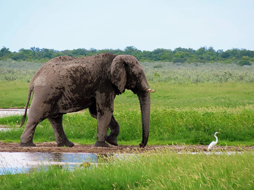 Elefant, Etosha