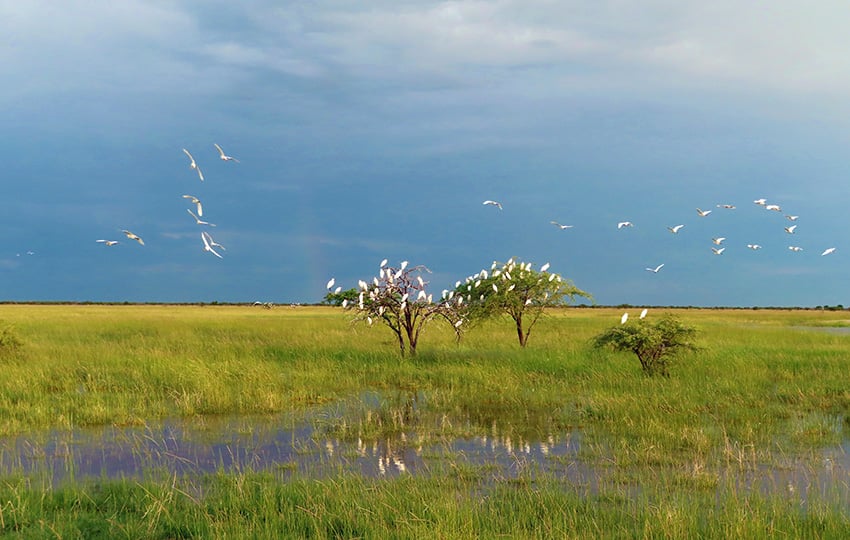 Etosha, Namibia