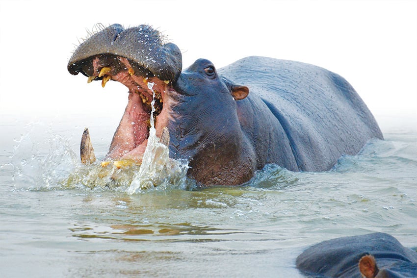 Flusspferd Sambesi-Region Namibia