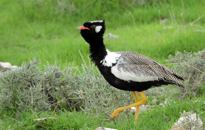 Korhaan, Etosha, Namibia