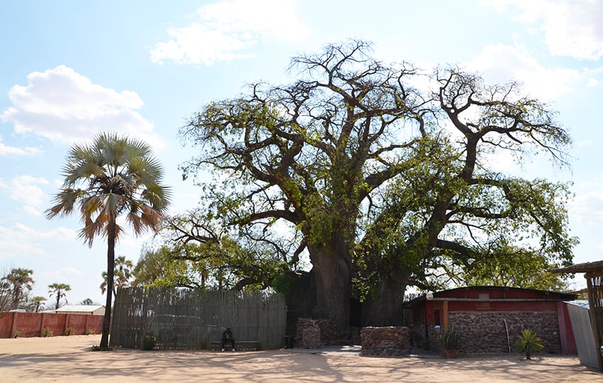 Ombalantu Baobab