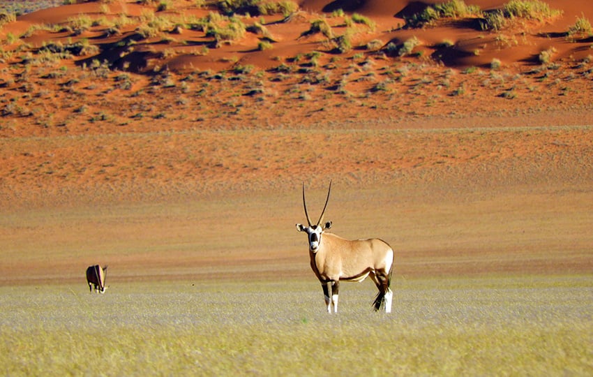 Oryx Namib
