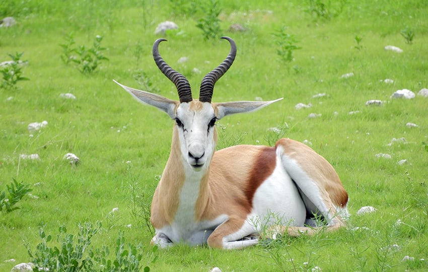 Springbock, Etosha, Namibia