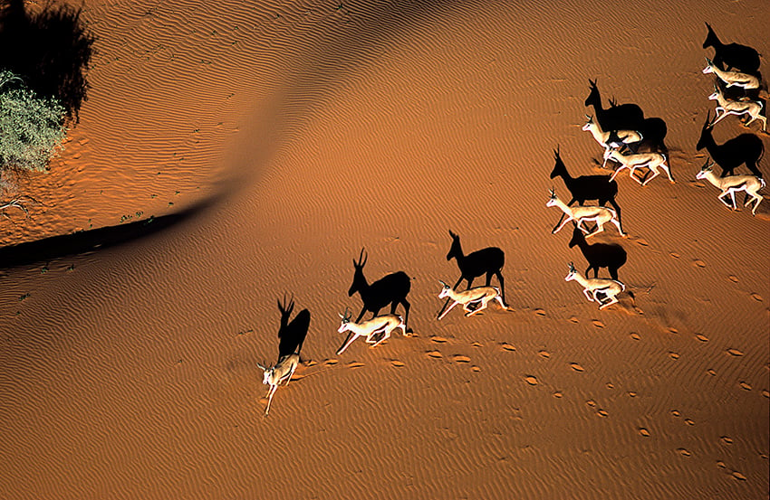 Springboks on Kalahari dune, Namibia