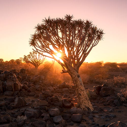 Quiver Tree at sunset, Namibia