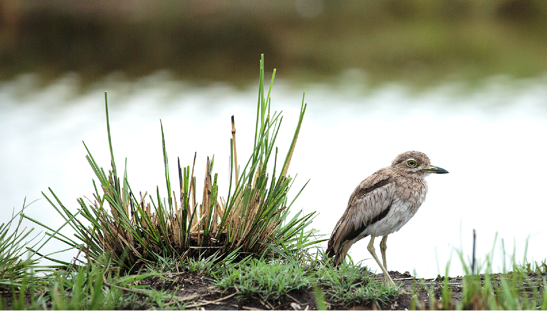 Birding in Namibia