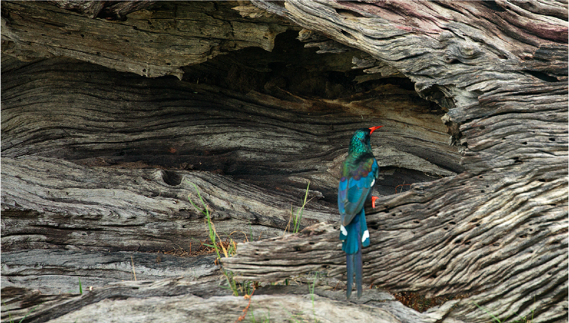 Birding in Namibia