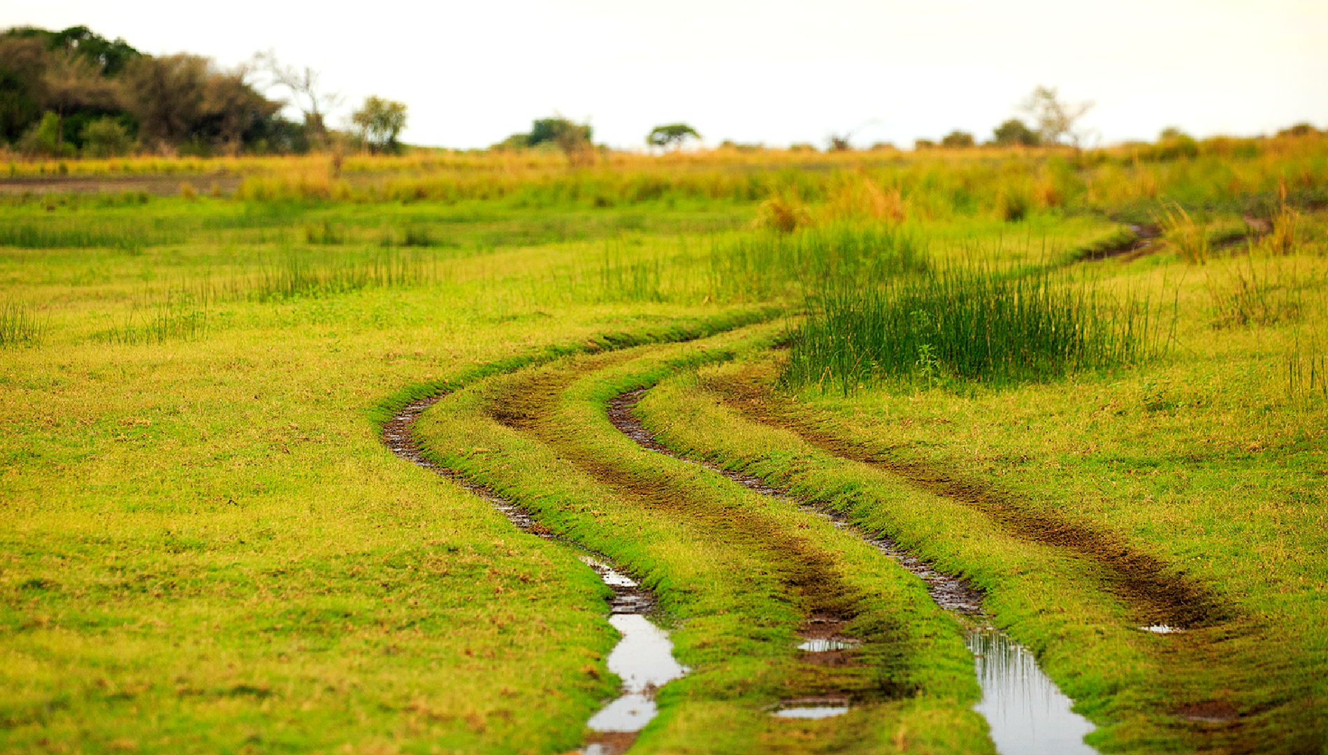 Birding in Namibia