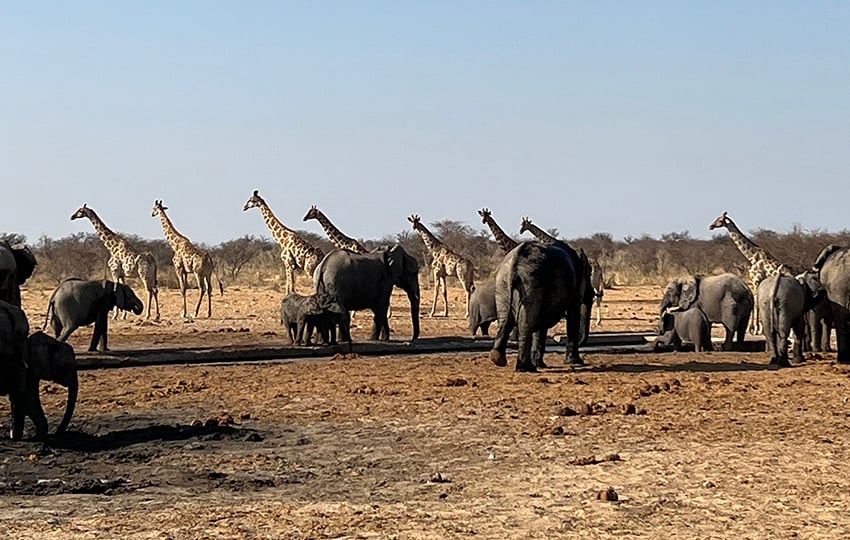 etosha web