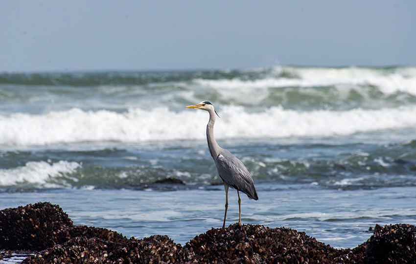 swakop ocean web