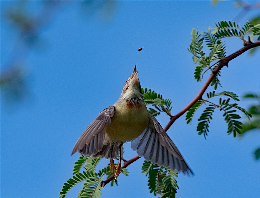 Burnt-necked-Eremomela-DSC_5154