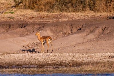 Common Impala