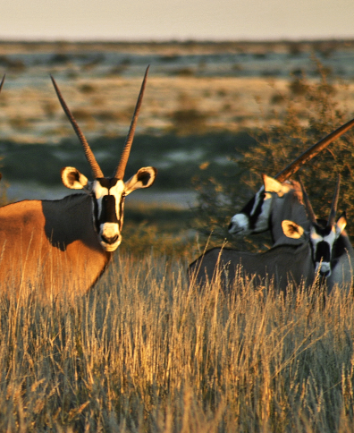 Oryx in the Gondwana Kalahari Desert