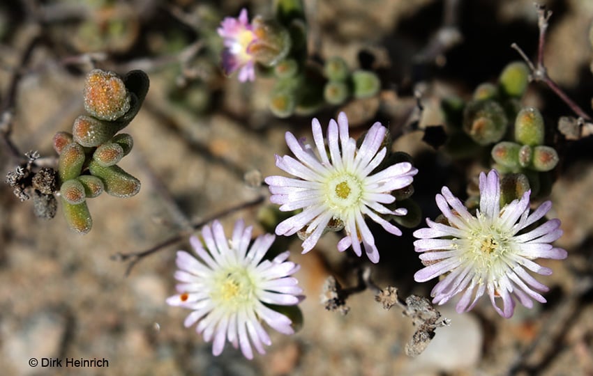 Drosanthemum luederitzii web