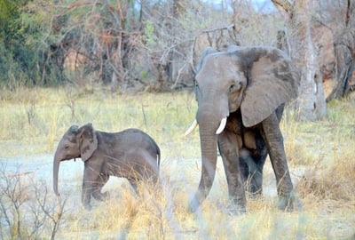 African elephant at a waterhole