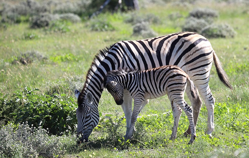 Etosha 3 web