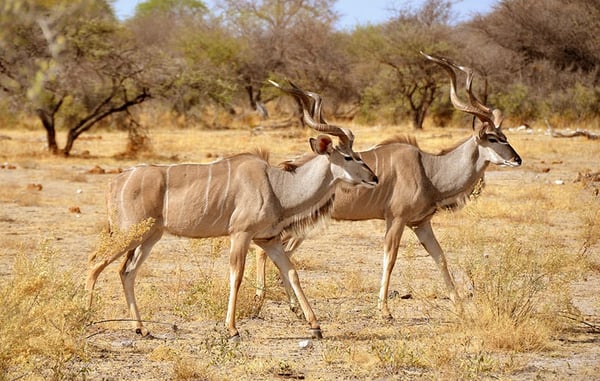 Greater Kudu in Etosha National Park