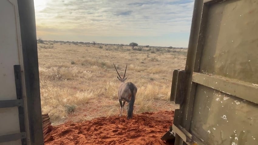 Gemsbokke being released