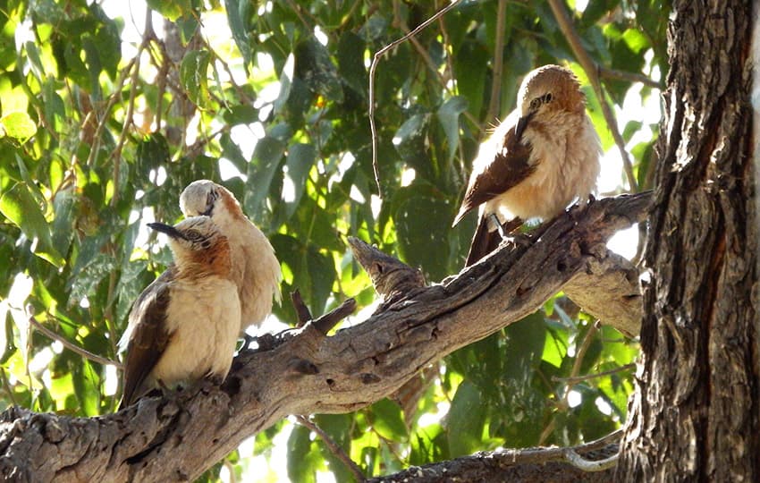 Bare-cheecked Babbler web