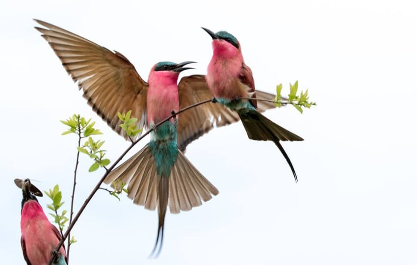 Carmine Bee Eater 1 web