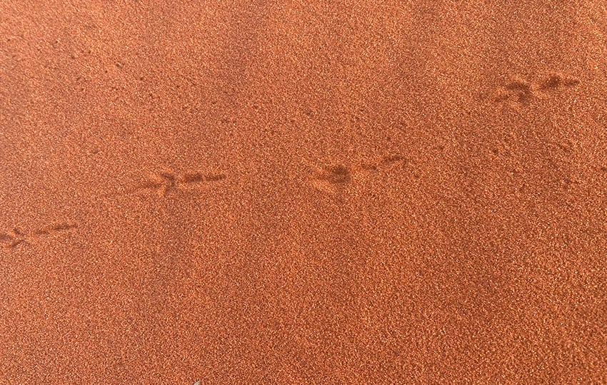 Fährte im roten Kalahari Sand
