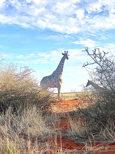 Giraffe, Kalahari