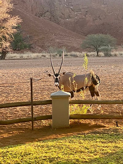 Namib Desert Lodge, Oryx, Namibia